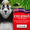 Claim a 50% Bonus Every Week at Royal Panda Casino