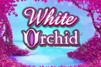 White Orchid